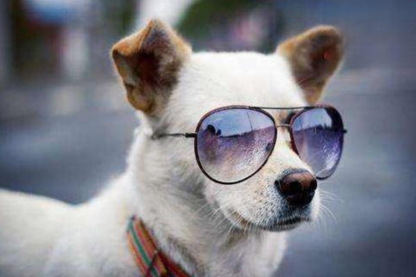 犬猫化学性烧伤 - 悠悠酷狗网