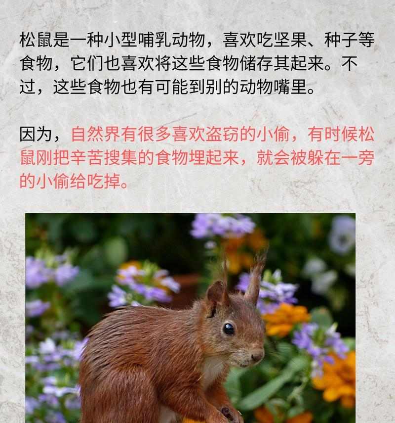 松鼠冬季食物选择与储存策略详解(图3)