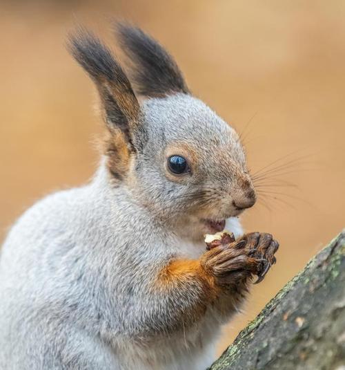 松鼠冬季食物选择与储存策略详解(图1)