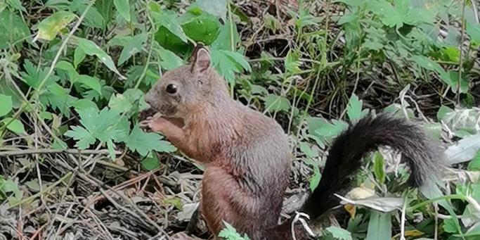 松鼠冬季食物选择与储存策略详解(图2)