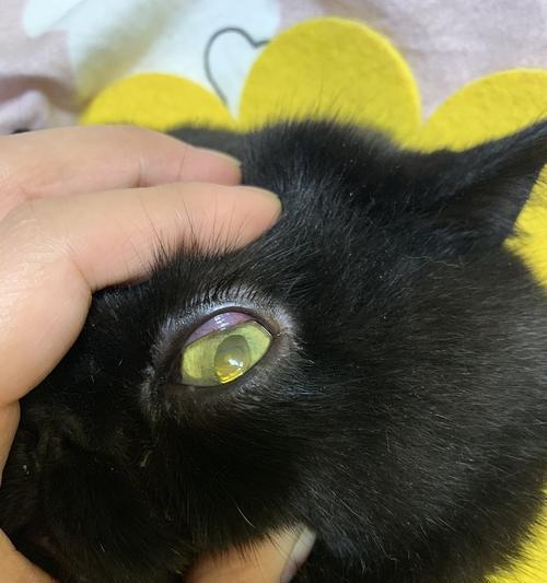 猫眼里的神秘黑黑之谜（解析猫眼中的黑色物质和其意义）(图2)