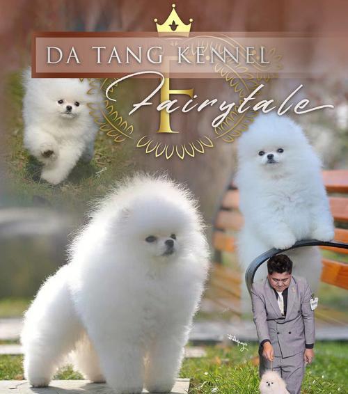 寻找最经济实惠的大型犬（挑选适合预算有限的宠物伙伴）(图3)