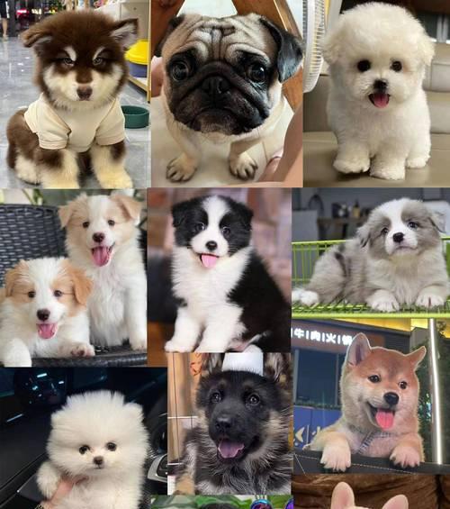 寻找最经济实惠的大型犬（挑选适合预算有限的宠物伙伴）(图1)