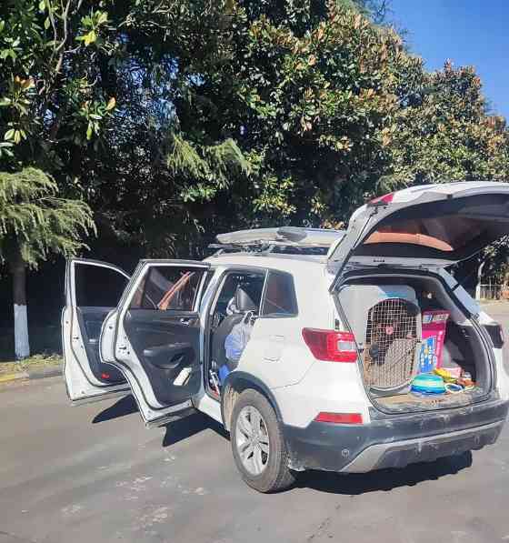 带狗出行，选什么车最合适？（狗狗出行必备汽车指南，告别困扰你的选择困难症）(图1)