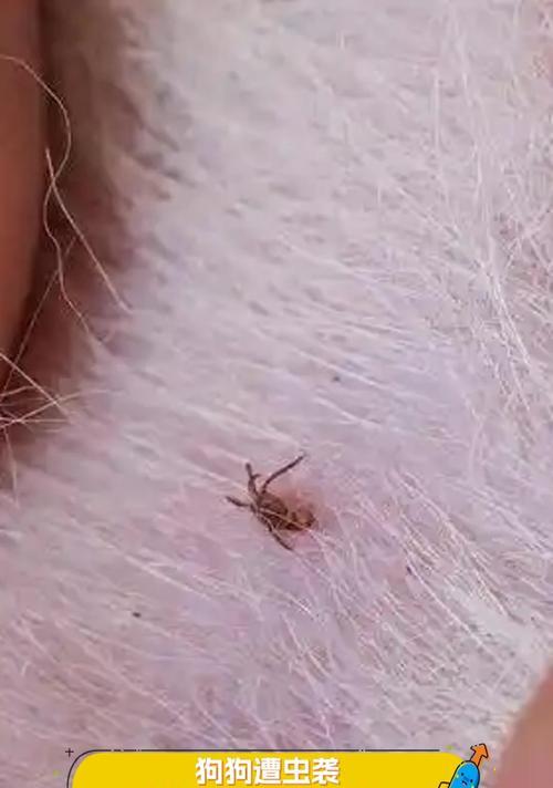 揭秘狗身上的虫——宠物健康必知(了解常见的狗身上寄生虫,保障宠物健康)(图3) 揭秘狗身上的虫——宠物健康必知(了解常见的狗身上寄生虫,保障宠物健康)(图3)