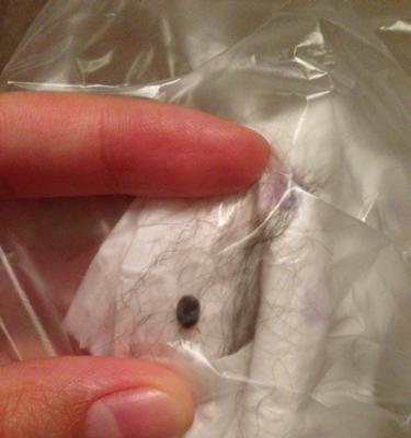 揭秘狗身上的虫——宠物健康必知(了解常见的狗身上寄生虫,保障宠物健康)(图1) 揭秘狗身上的虫——宠物健康必知(了解常见的狗身上寄生虫,保障宠物健康)(图1)