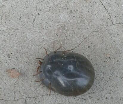 揭秘狗身上的虫——宠物健康必知(了解常见的狗身上寄生虫,保障宠物健康)(图2) 揭秘狗身上的虫——宠物健康必知(了解常见的狗身上寄生虫,保障宠物健康)(图2)