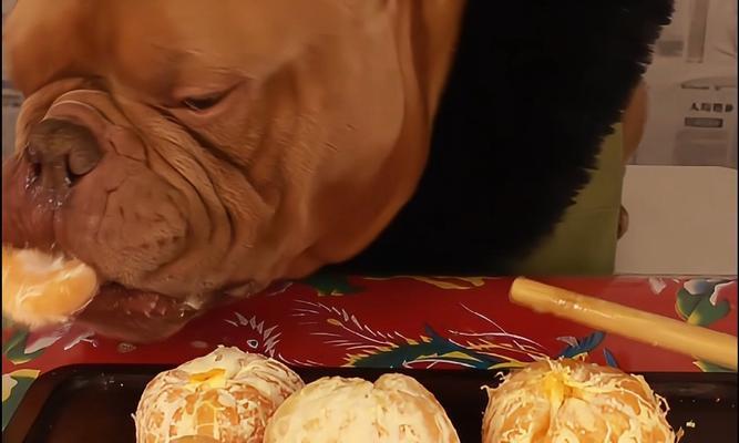 幼犬的饮食需求(了解幼犬的水果饮食,健康宠物从小开始)(图1) 幼犬的饮食需求(了解幼犬的水果饮食,健康宠物从小开始)(图1)