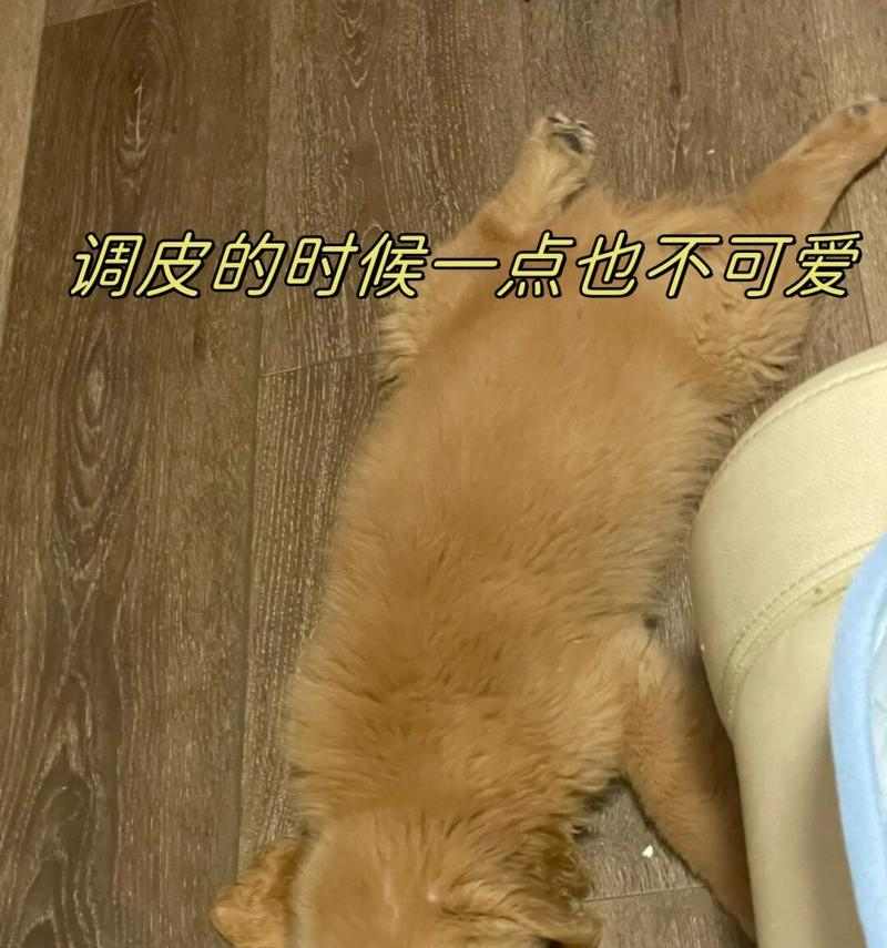 为什么狗喜欢啃脚?(探究狗狗喜欢啃脚的原因及解决方法)(图3) 为什么狗喜欢啃脚?(探究狗狗喜欢啃脚的原因及解决方法)(图3)