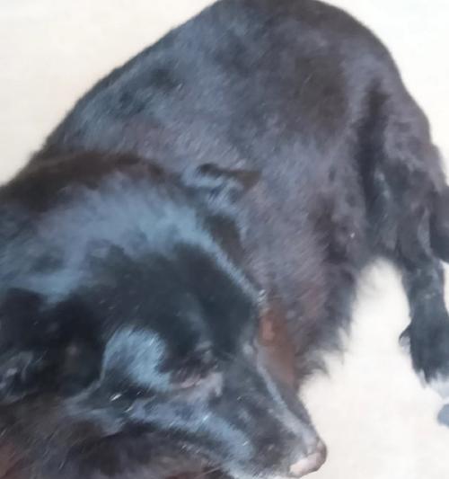 为什么狗喜欢啃脚?(探究狗狗喜欢啃脚的原因及解决方法)(图1) 为什么狗喜欢啃脚?(探究狗狗喜欢啃脚的原因及解决方法)(图1)