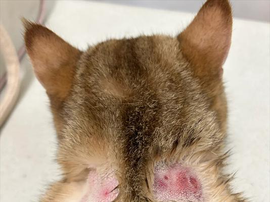猫咪皮藓详解：症状预防与治疗指南(图3)