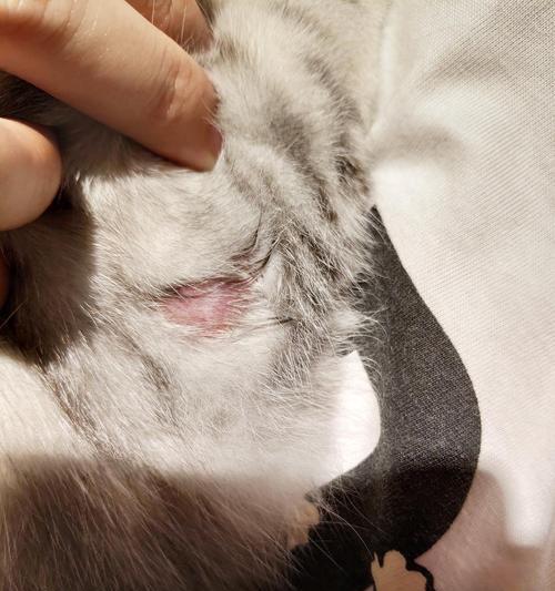 猫咪皮藓详解：症状预防与治疗指南(图2)