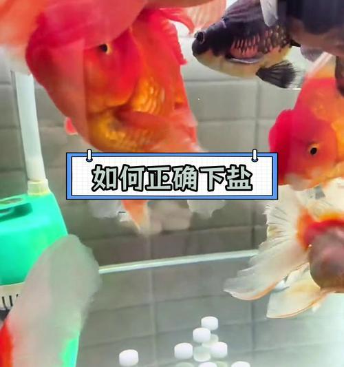 如何科学利用各种鱼缸盐保持水族宠物健康(图3)