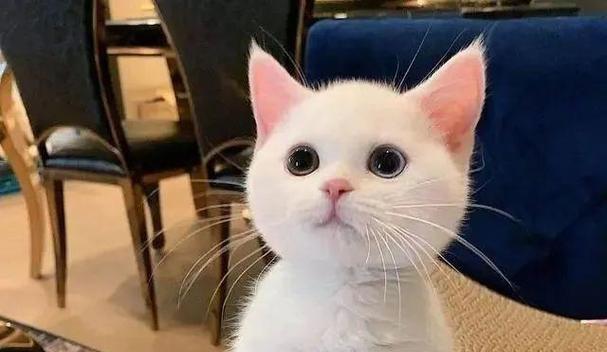 让猫咪毛色更加亮丽的科学饮食与护理指南(图3)