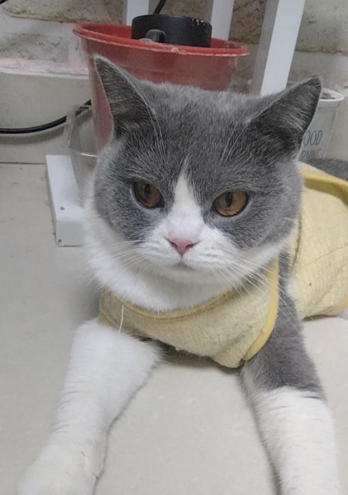 让猫咪毛色更加亮丽的科学饮食与护理指南(图2)