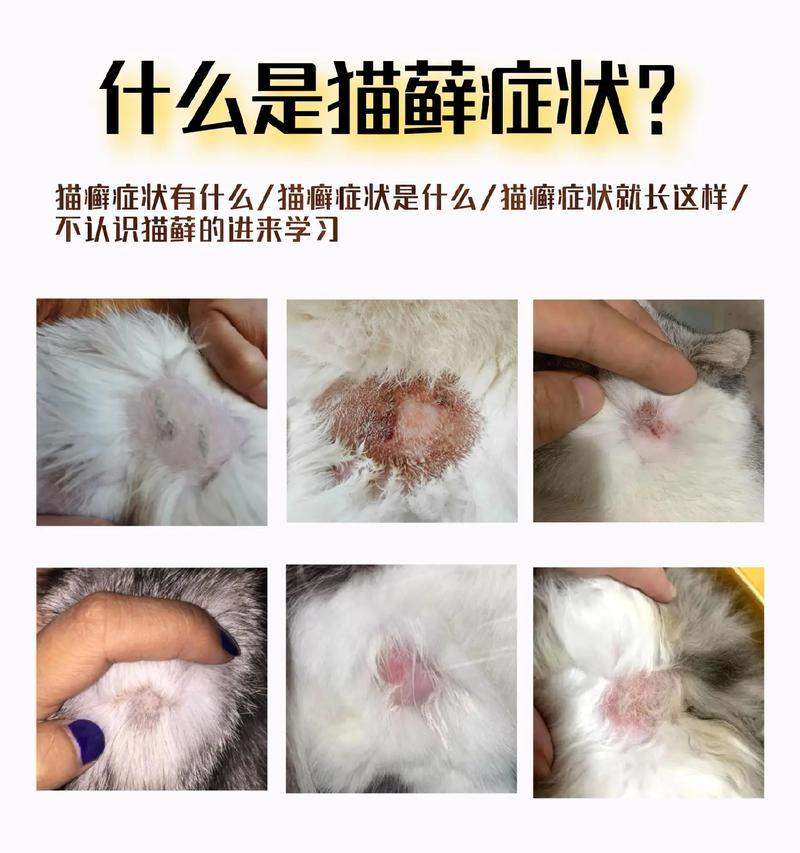 猫咪皮藓详解：症状预防与治疗指南(图1)
