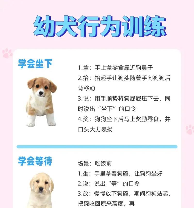 小狗训练最佳时机与实用方法，培养乖巧宠物指南(图3)