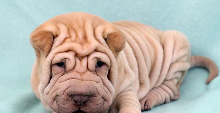 沙皮狗的游戏喜好与互动玩法全解析，提升宠物生活乐趣(图1)