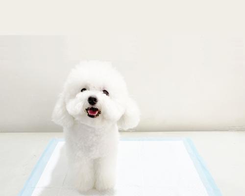 小狗训练最佳时机与实用方法，培养乖巧宠物指南 - 悠悠酷狗网