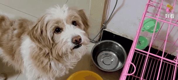 狗狗不吃狗粮?多样健康替代方案帮助营养均衡(图1) 狗狗不吃狗粮?多样健康替代方案帮助营养均衡(图1)