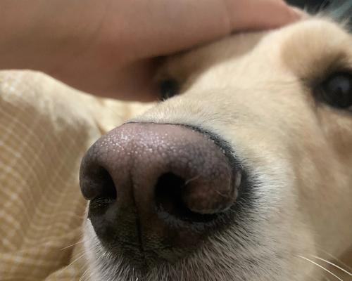 狗鼻子湿润的原因与健康关系全面解析(图3)