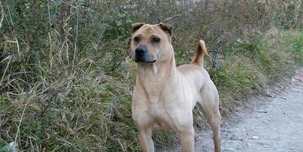 沙皮狗的游戏喜好与互动玩法全解析，提升宠物生活乐趣(图3)