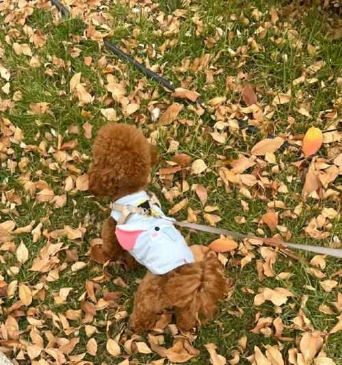 狗鼻子湿润的原因与健康关系全面解析 - 悠悠酷狗网