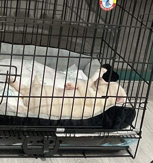 养护新宠狗的全方位指南，确保健康快乐成长 - 悠悠酷狗网