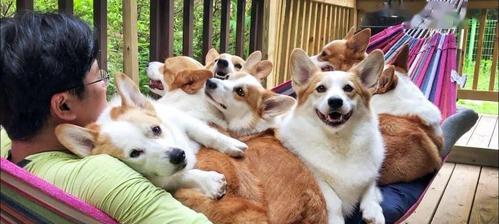 四个月大狗狗频繁露出的原因与应对技巧解析(图2)