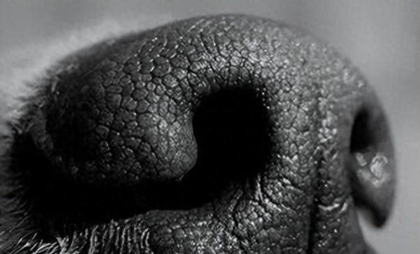 狗鼻子湿润的原因与健康关系全面解析(图2)