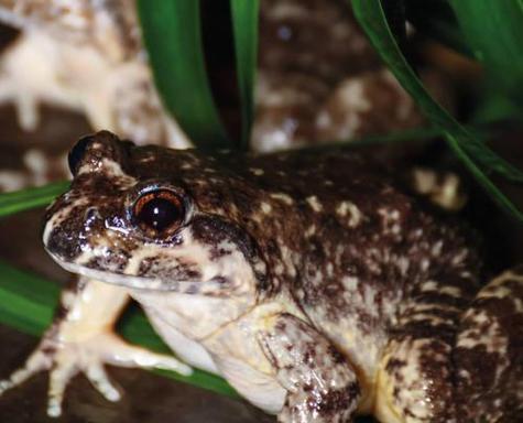 寒冬中的动物导航：它们如何在严寒中存活与繁衍(图1)