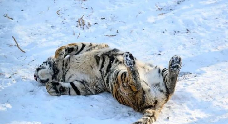 寒冬中的动物导航：它们如何在严寒中存活与繁衍(图2)