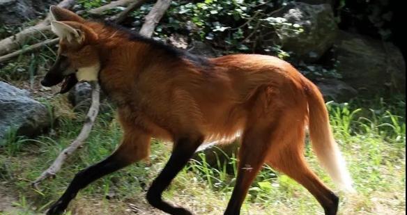 四个月大狗狗频繁露出的原因与应对技巧解析(图1)