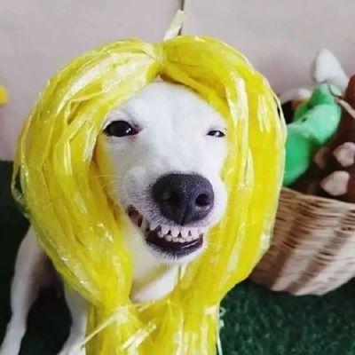 四个月大狗狗频繁露出的原因与应对技巧解析(图3)