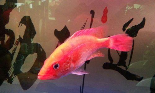 养罗汉鱼的最佳伙伴选择与养护技巧指南(图3) 养罗汉鱼的最佳伙伴选择与养护技巧指南(图3)