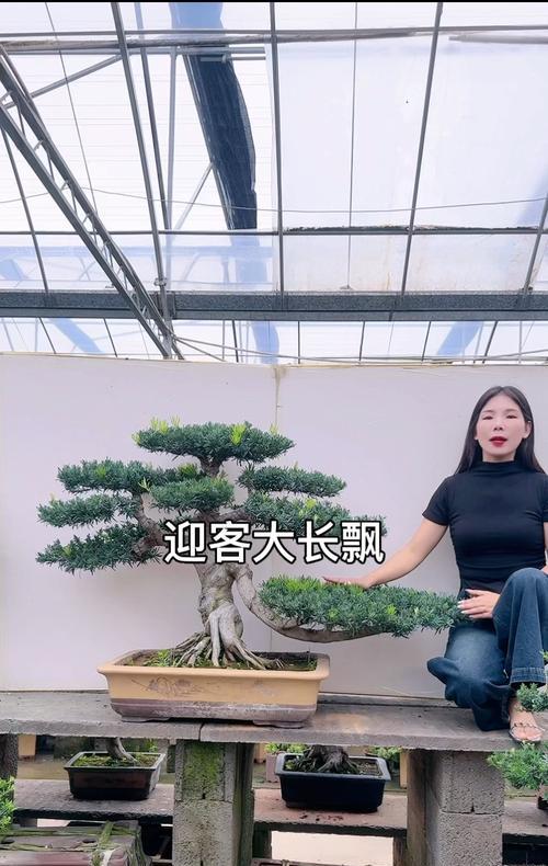 养罗汉鱼的最佳伙伴选择与养护技巧指南(图1) 养罗汉鱼的最佳伙伴选择与养护技巧指南(图1)