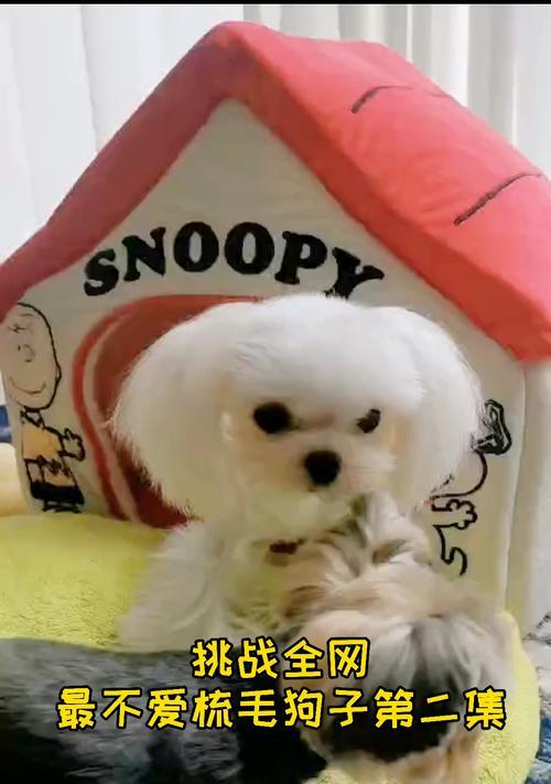 如何理解和鼓励狗狗发出叫声,促进更好的互动交流(图2) 如何理解和鼓励狗狗发出叫声,促进更好的互动交流(图2)