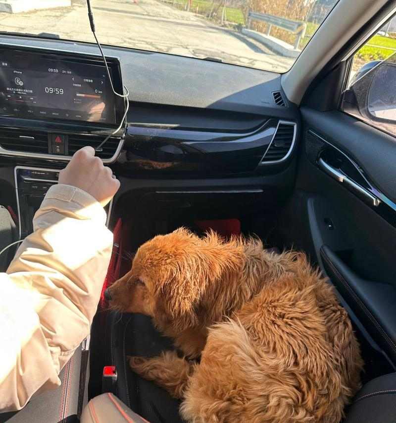 金毛独自在家时的15种趣味娱乐方式，助它们快乐成长(图2)