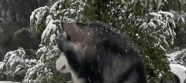 狗耳朵翻了的真相与文化意义深度解析(图2) 狗耳朵翻了的真相与文化意义深度解析(图2)