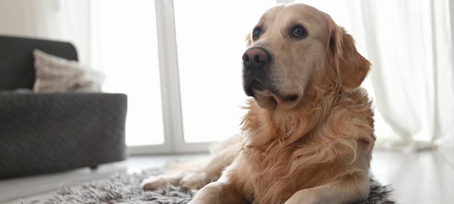 金毛独自在家时的15种趣味娱乐方式，助它们快乐成长(图3)