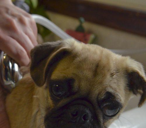 如何理解和鼓励狗狗发出叫声,促进更好的互动交流(图1) 如何理解和鼓励狗狗发出叫声,促进更好的互动交流(图1)