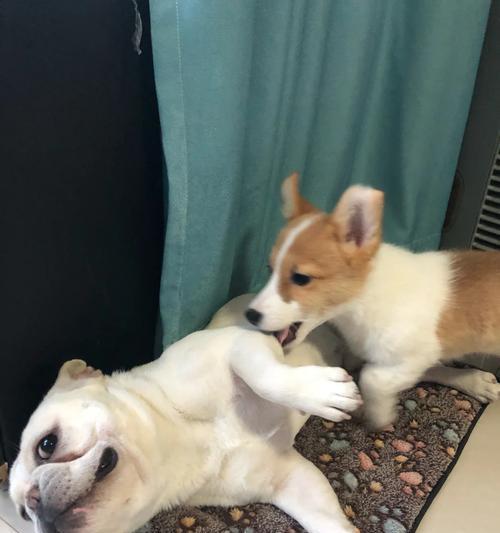 狗耳朵翻了的真相与文化意义深度解析 - 悠悠酷狗网