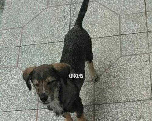 如何理解和鼓励狗狗发出叫声,促进更好的互动交流(图3) 如何理解和鼓励狗狗发出叫声,促进更好的互动交流(图3)