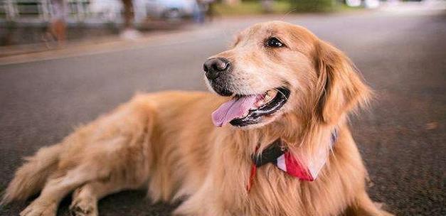 金毛幼犬成长指南：照顾、训练与快乐陪伴秘籍(图1)