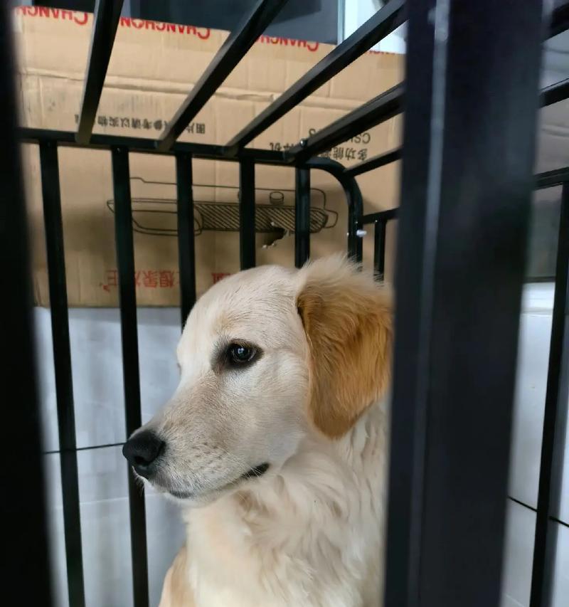 金毛幼犬成长指南：照顾、训练与快乐陪伴秘籍(图3)