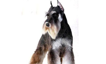 巨型雪纳瑞饮食指南:如何选择优质狗粮保障健康(图3) 巨型雪纳瑞饮食指南:如何选择优质狗粮保障健康(图3)