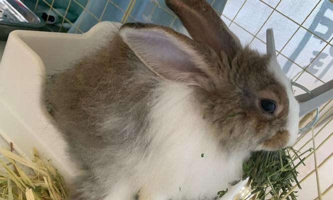 新手养兔指南:如何选择适合的兔子品种与护理建议(图3) 新手养兔指南:如何选择适合的兔子品种与护理建议(图3)