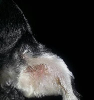 狗耳朵翻了的真相与文化意义深度解析(图3) 狗耳朵翻了的真相与文化意义深度解析(图3)