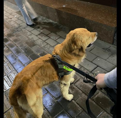 金毛独自在家时的15种趣味娱乐方式，助它们快乐成长(图1)