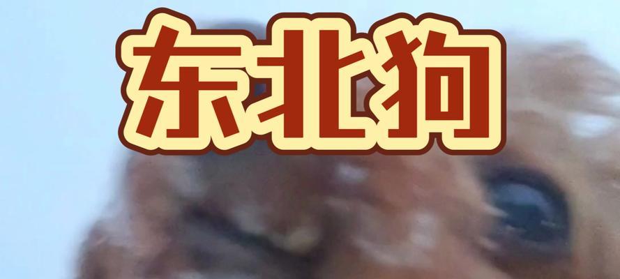 狗喜欢闻女人的背后秘密：嗅觉与情感的深层关系(图2)